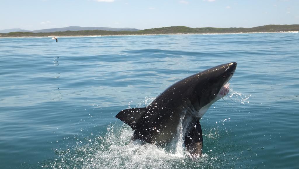 גנסבאי White Shark Guest House מראה חיצוני תמונה